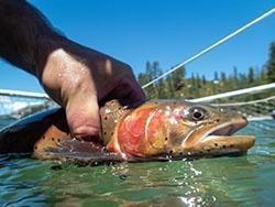 A Heenan Lake, Alpine County, CA Lahontan Cutthroat brood stock trout awaits release into Echo Lake, El Dorado County, CA on May 18, 2021. (CDFW Photo/Travis VanZant)